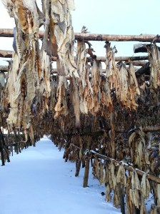 Dried fish farm
